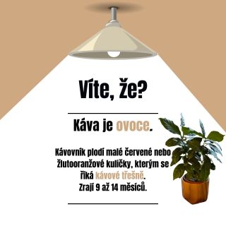 ❗️KÁVA JE OVOCE❗️ 🪴 | Kávovník můžete poměrně úspěšně pěstovat i ve vašem obývacím pokoji, ale jinak se rostlině výborně...